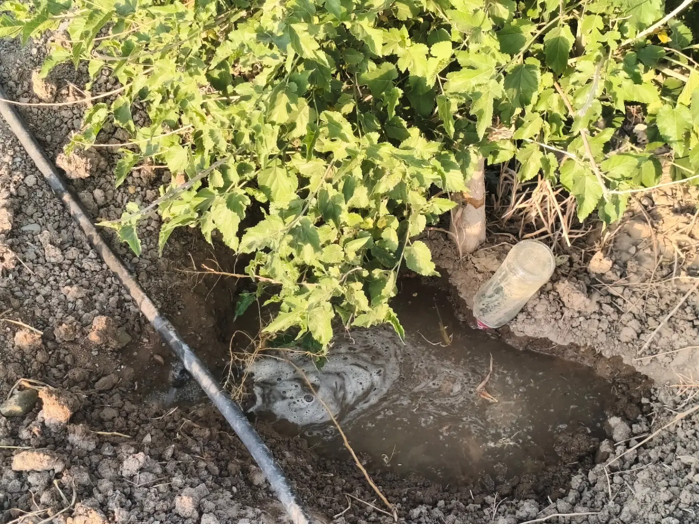 زمین باغی فیروز اباد