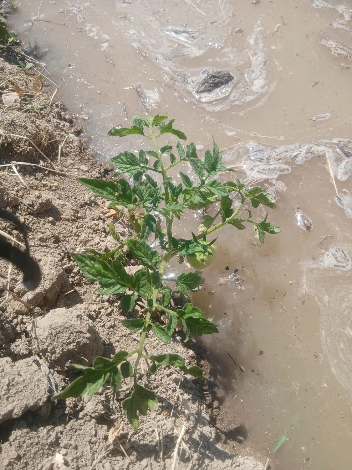 اجاره زمین گوجه