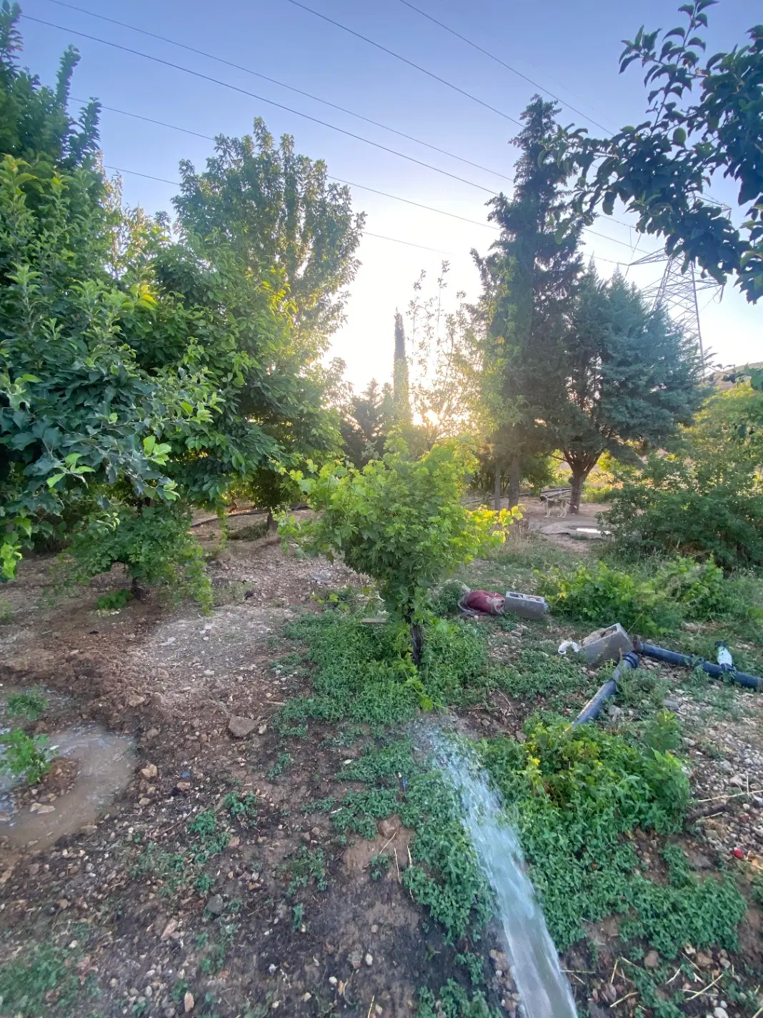 زمین باغ جوادیه
