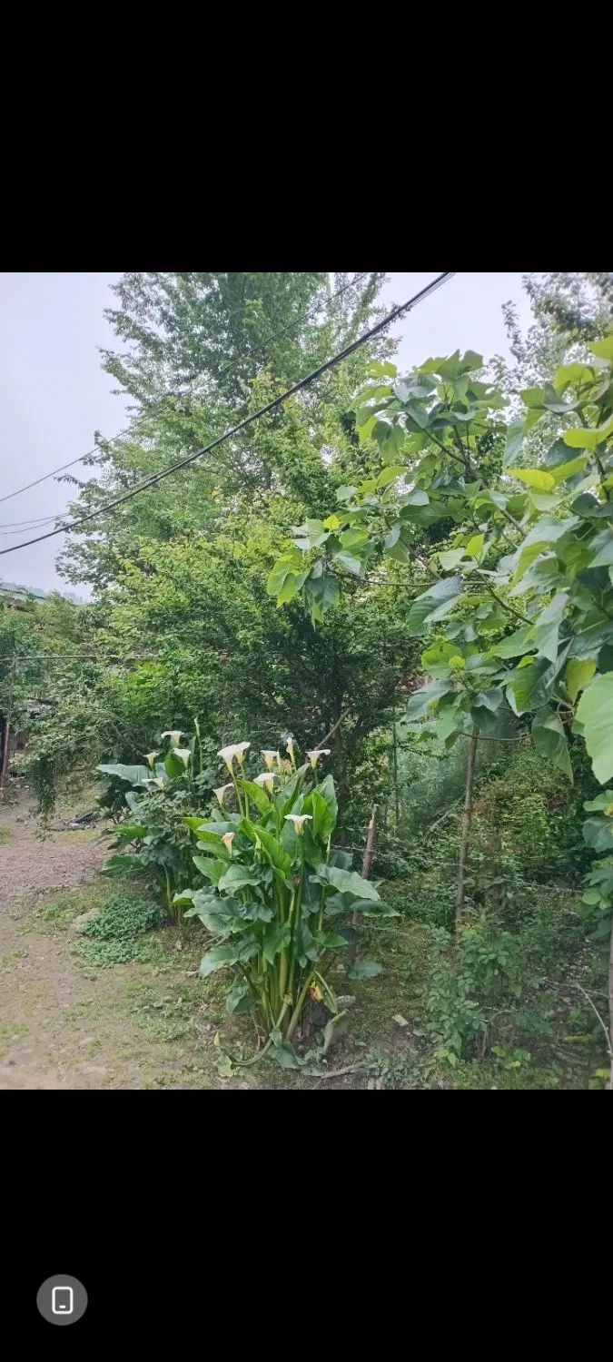 ویلا اجاره ای