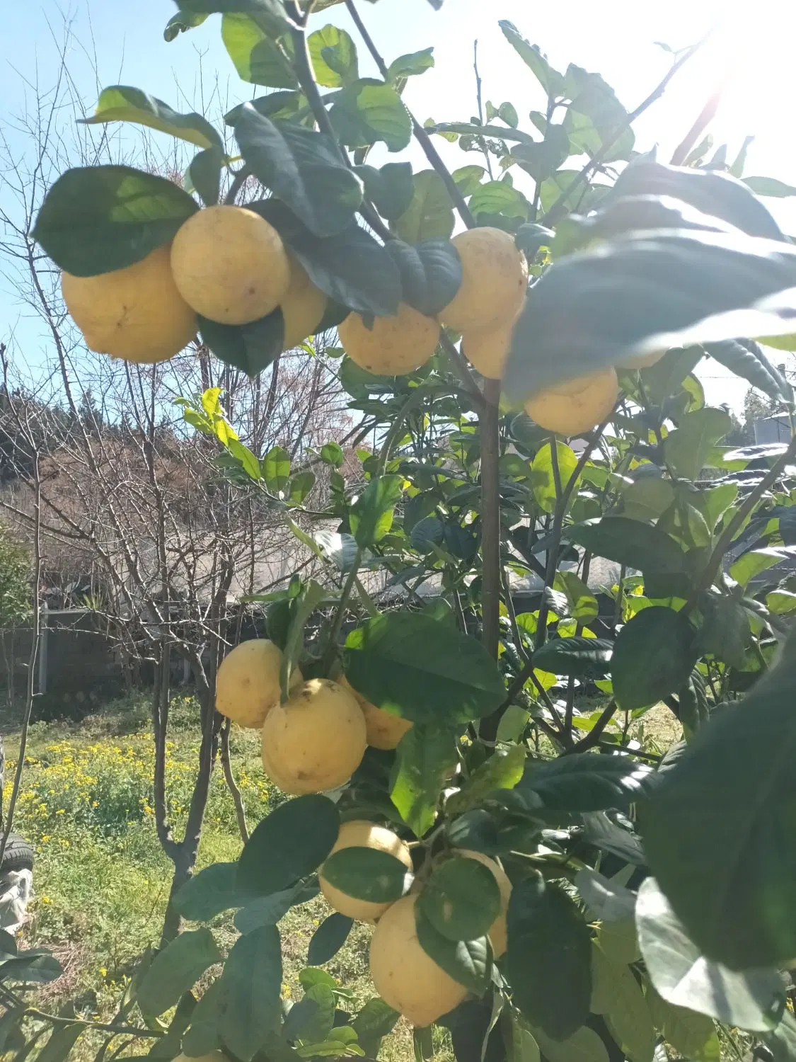 فروش زمین 1200 متری و تهاتر با آپارتمان و زمین