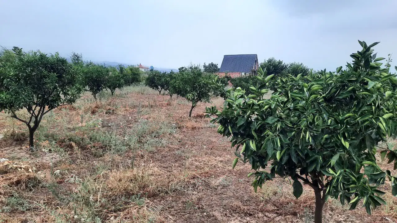 زمین- باغ