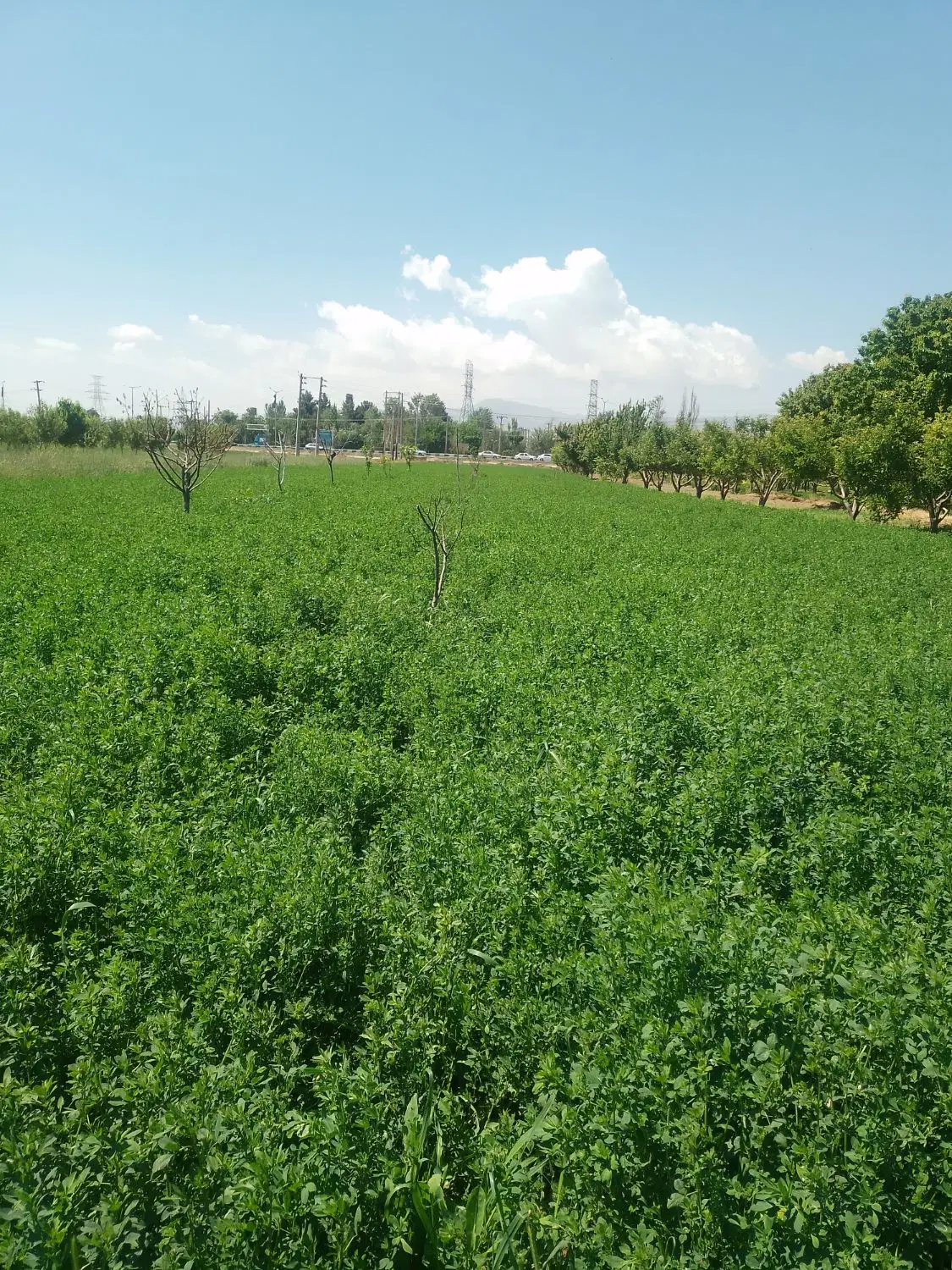 زمین کشاورزی فروشی هزارمتر