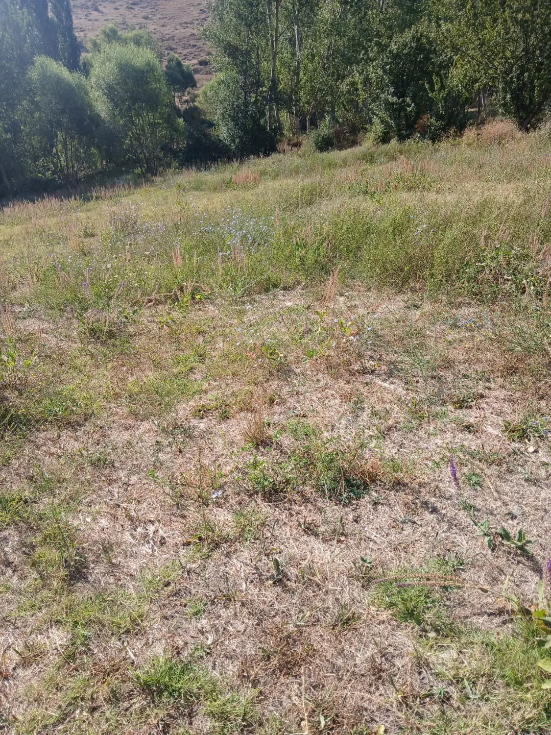 زمین روستای شیخ احمد