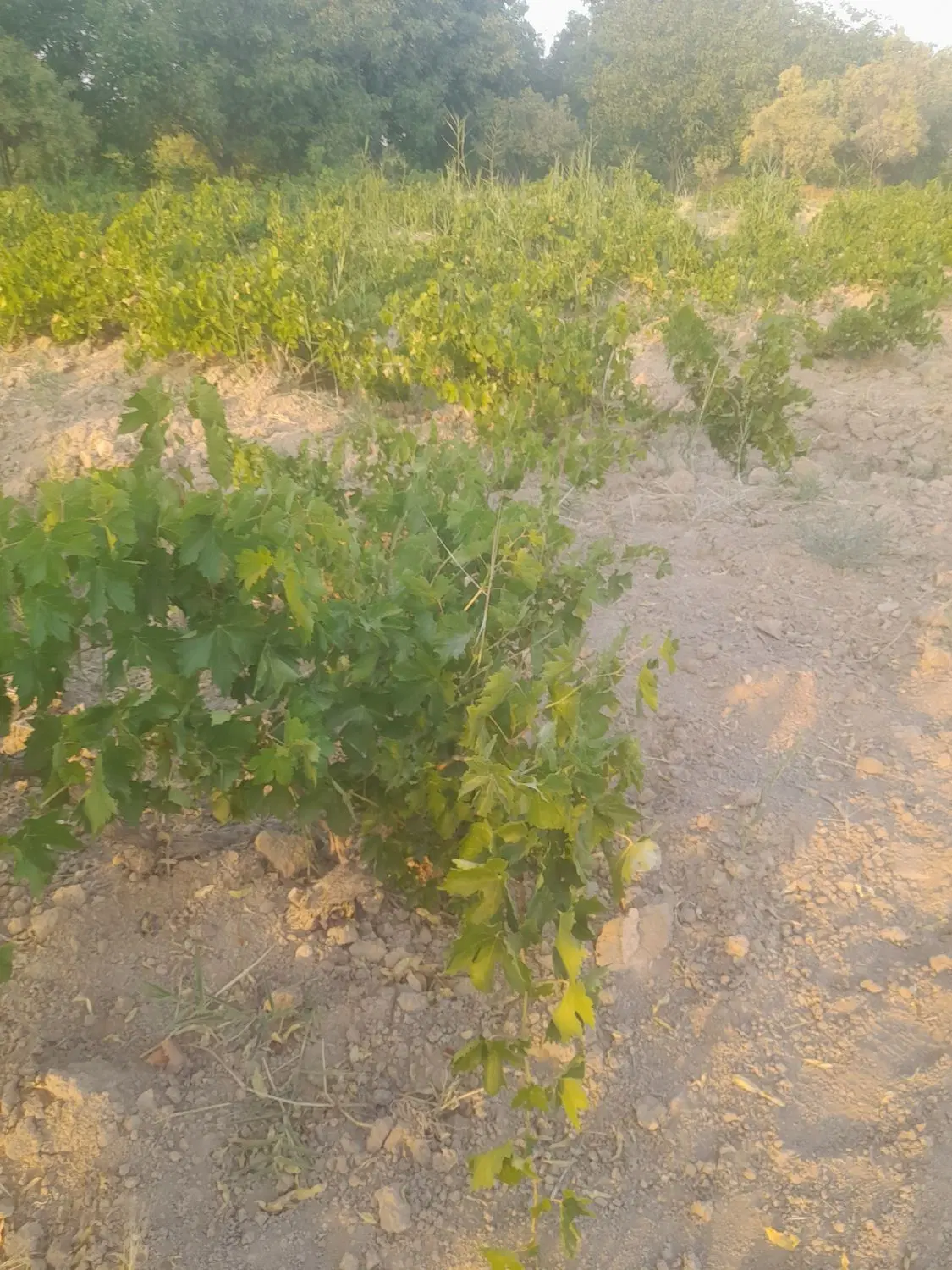 باغ انگور اشترینان