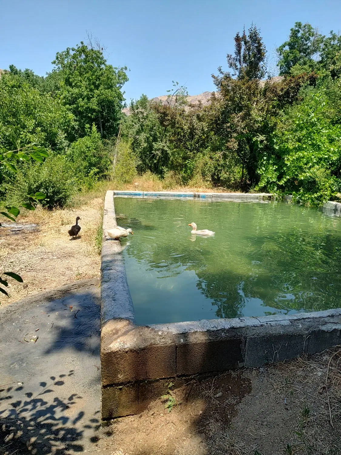 1_5 هکتار  باغ گردشگری (توضیحات)