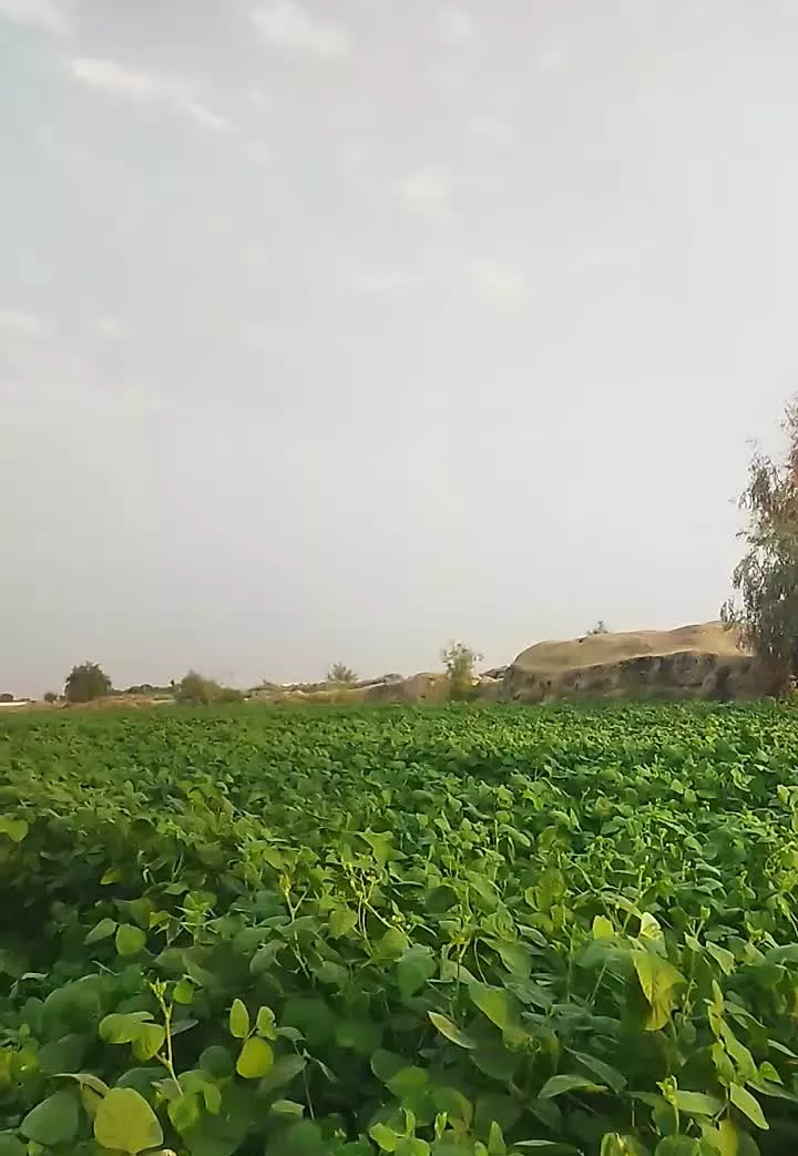 زمین کشاورزی ماش