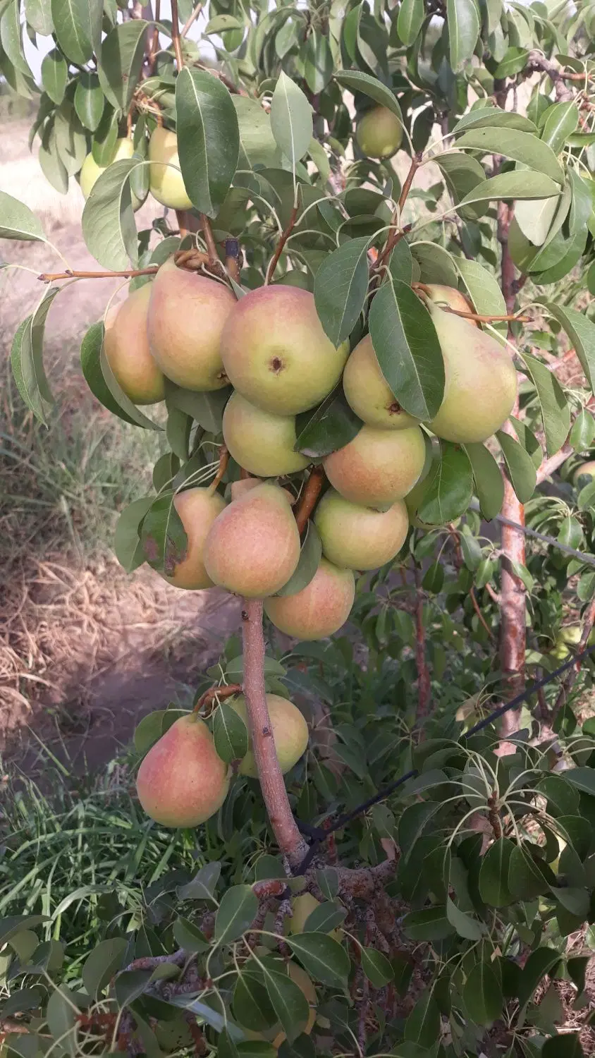 باغ میوه در قدیم آباد