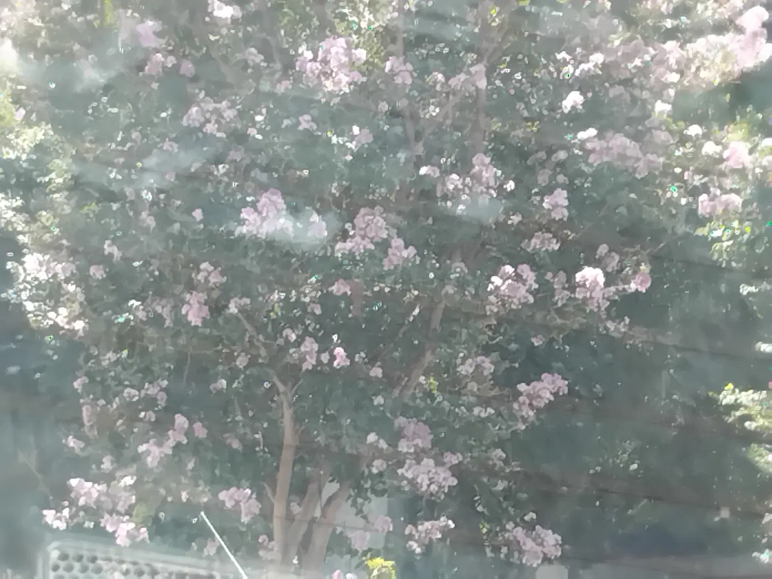 باغچه کارکنان شهرداری