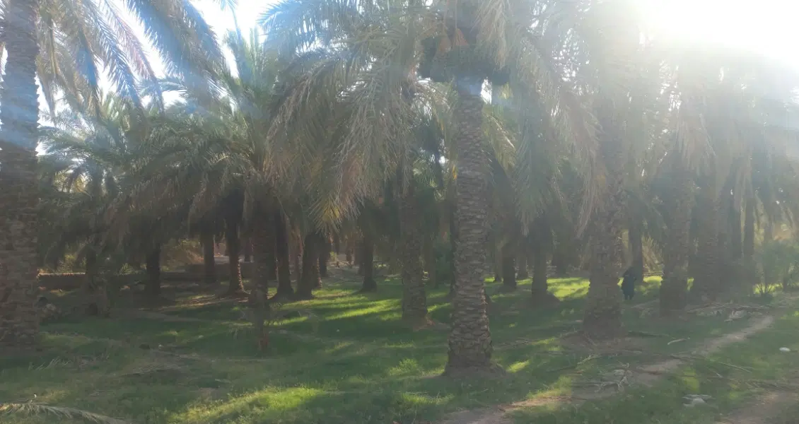 فروش زمین باغی