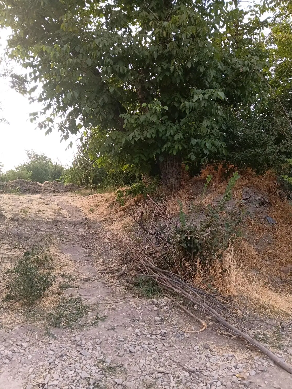باغ