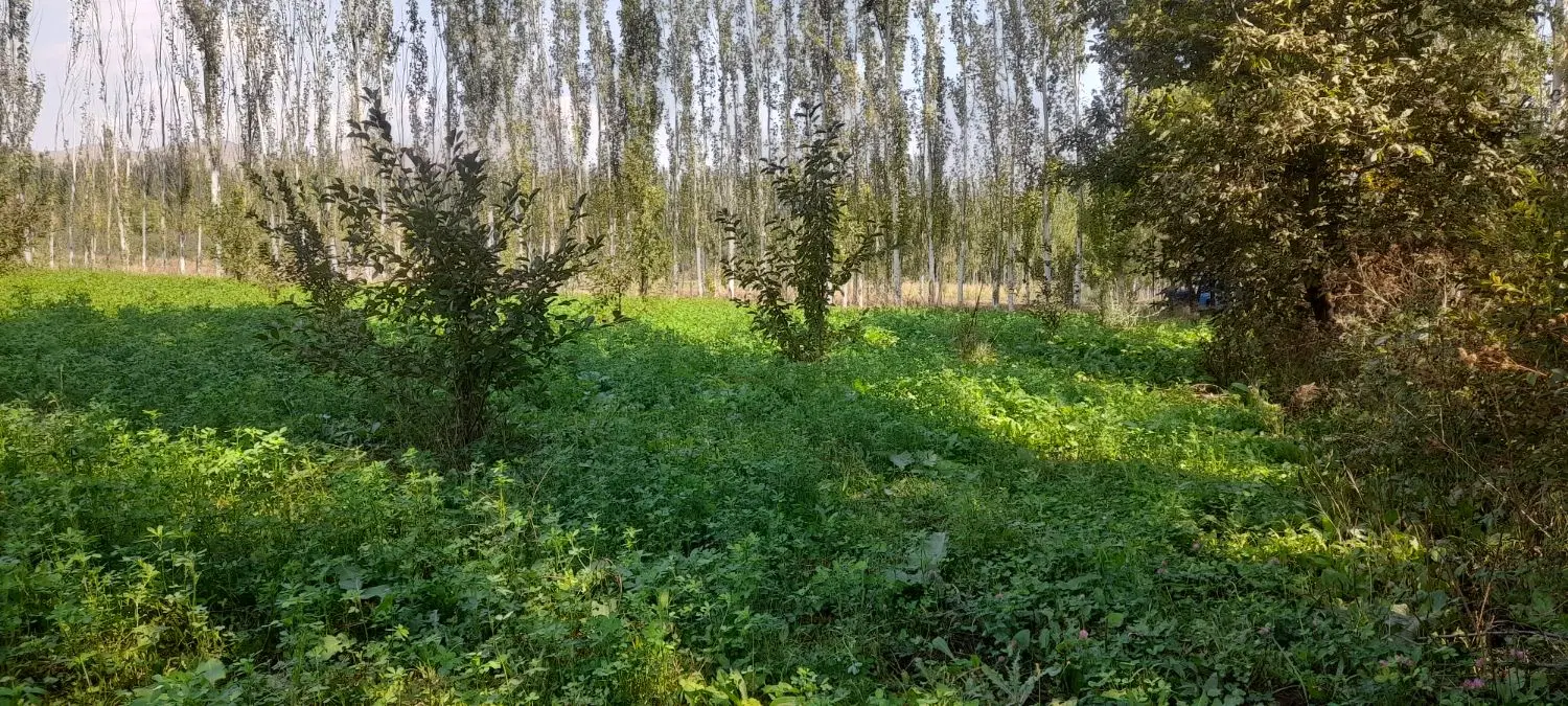 باغچه  دنج وارام
