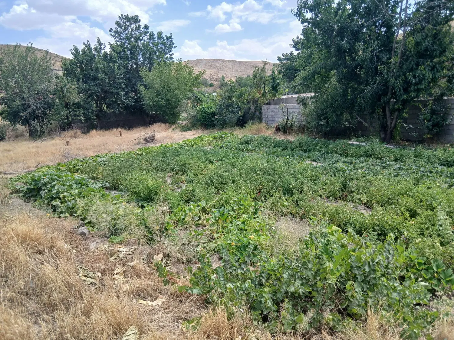 زمین