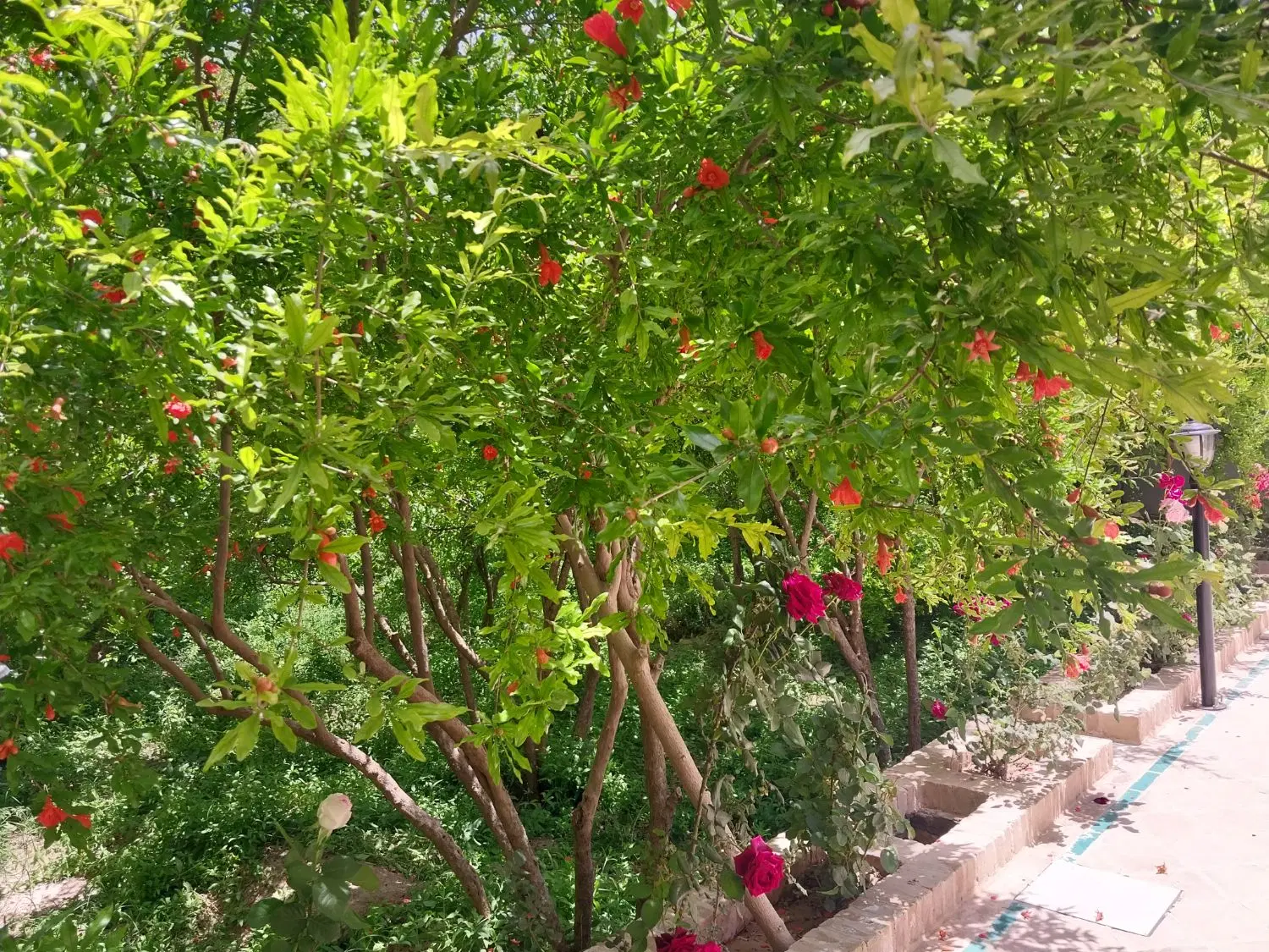 اجاره باغ ویلا در تفت