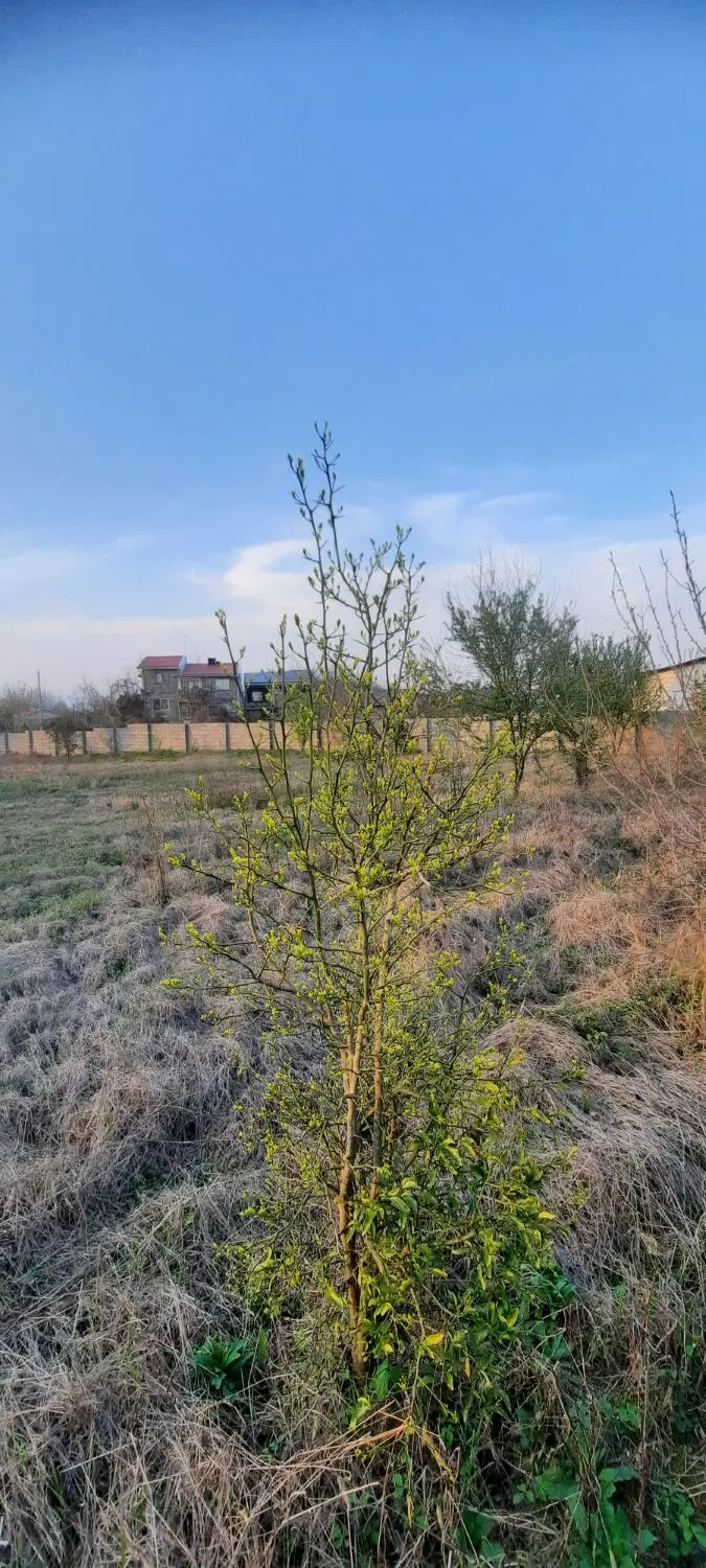 زمین باغ 1572 متری دارای سند مادر