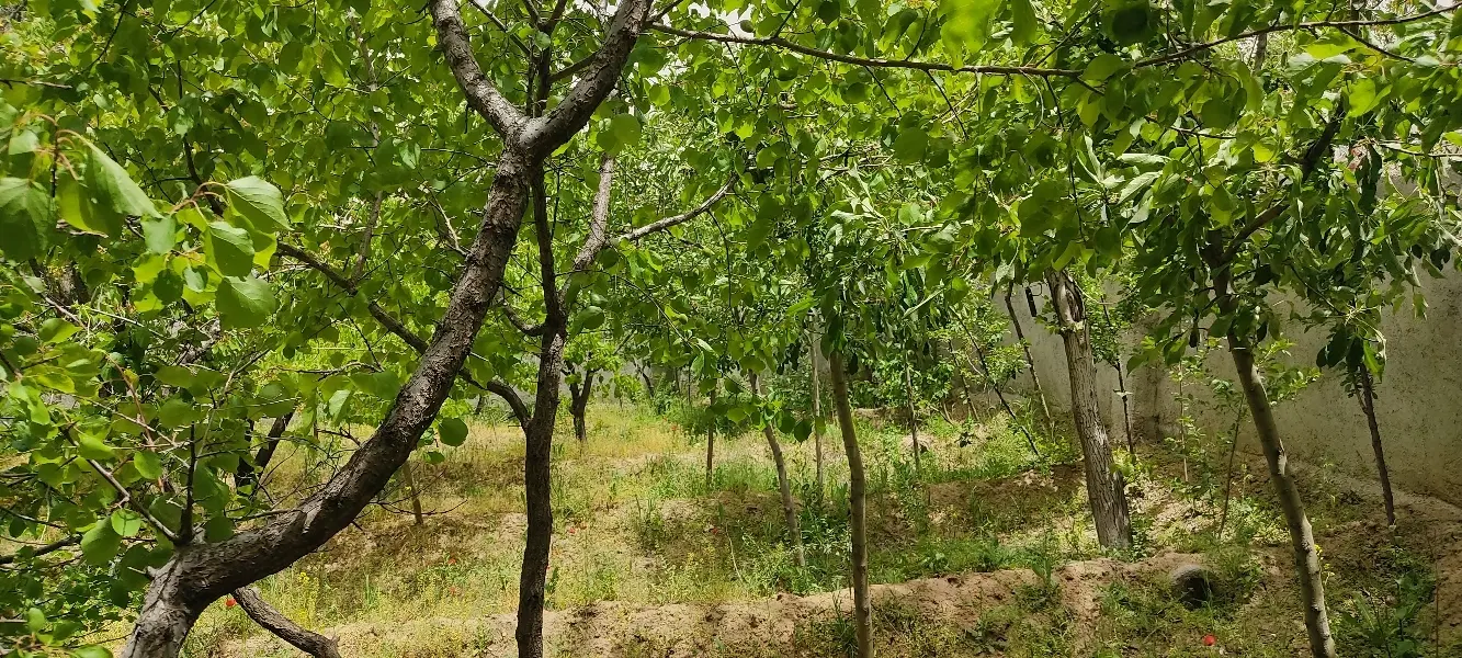 باغ میوه سنگستان
