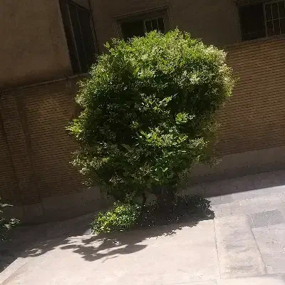 زمین چسبیده به بافت قلعه قافه با موقعیت مناسب