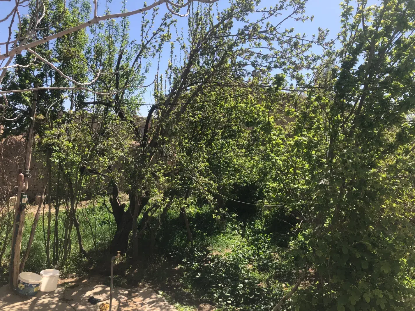 فروش زمین مناسب باغ و  باغچه