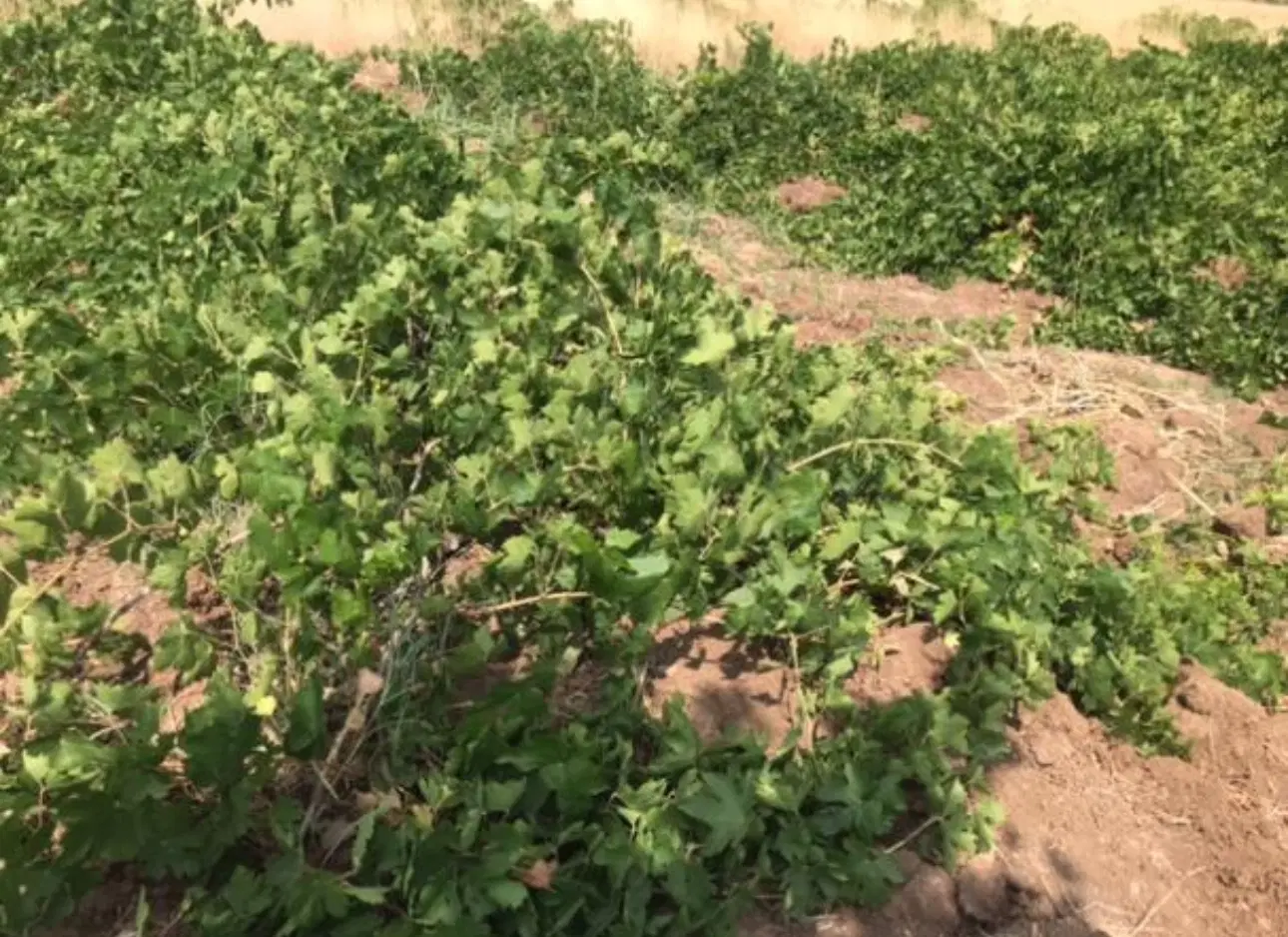 باغ میوه و زمین کشاورزی