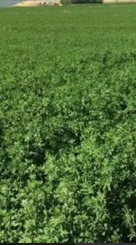 زمین یونجه فروشی
