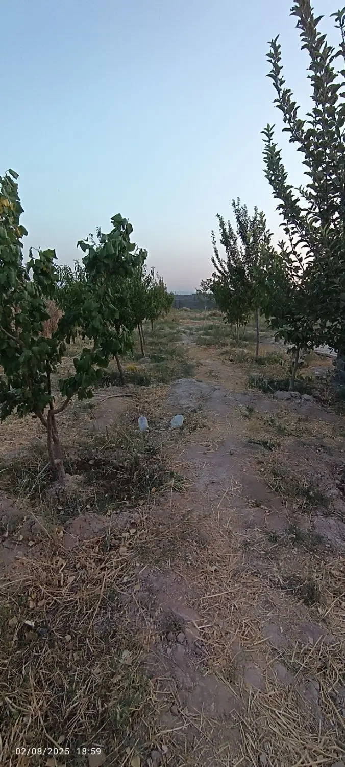 باغ 1000متری