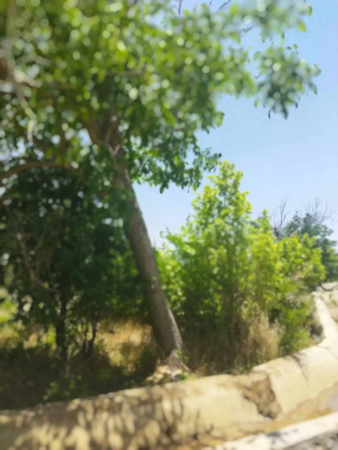 باغ ۹۰۰متری در بیضا دارای مجوز دیوار