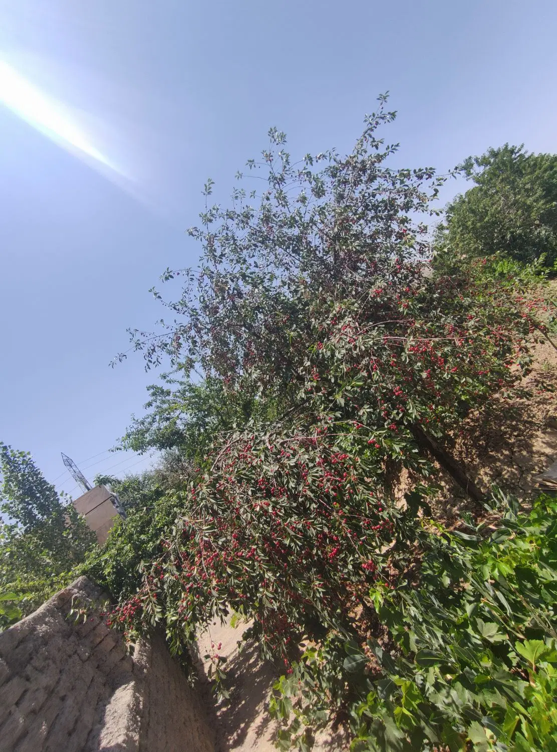 باغ آس آس درجه یک