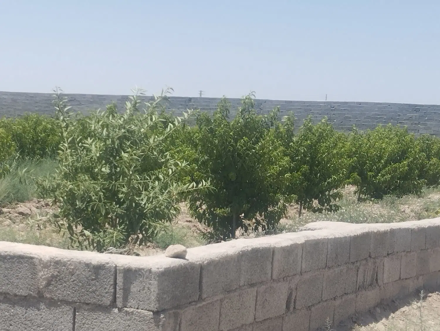 باغچه انگوری