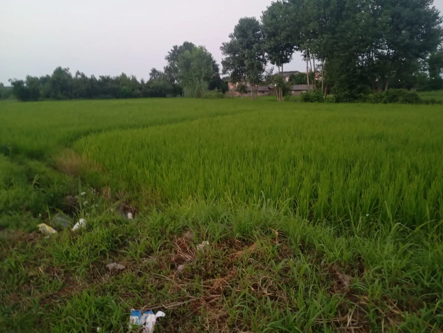 زمین زراعی سنتی