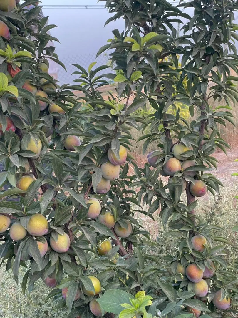 فروش باغ یامعاوضه