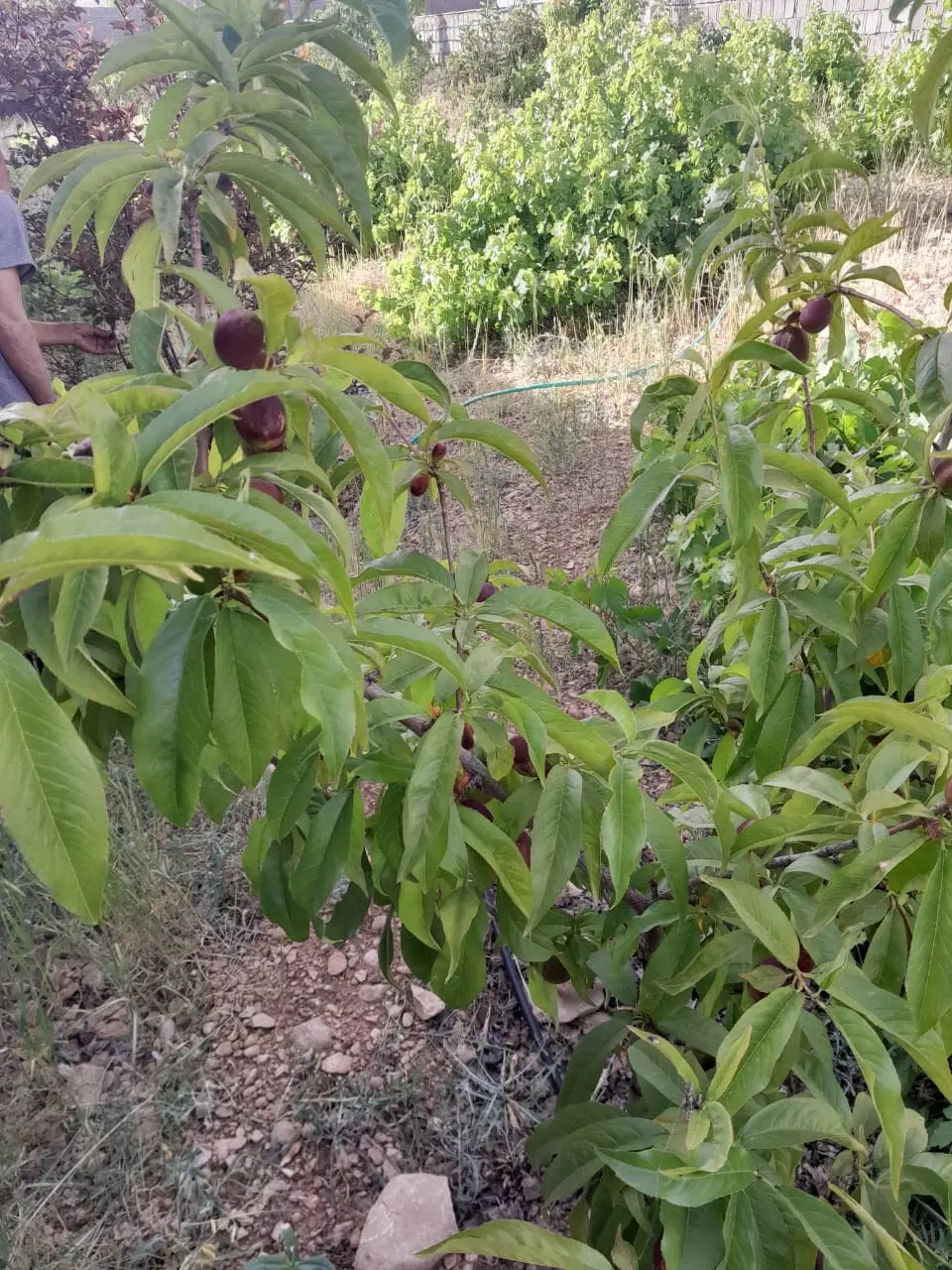 خرید و فروش ملک .مسکونی و باغی و تجاری