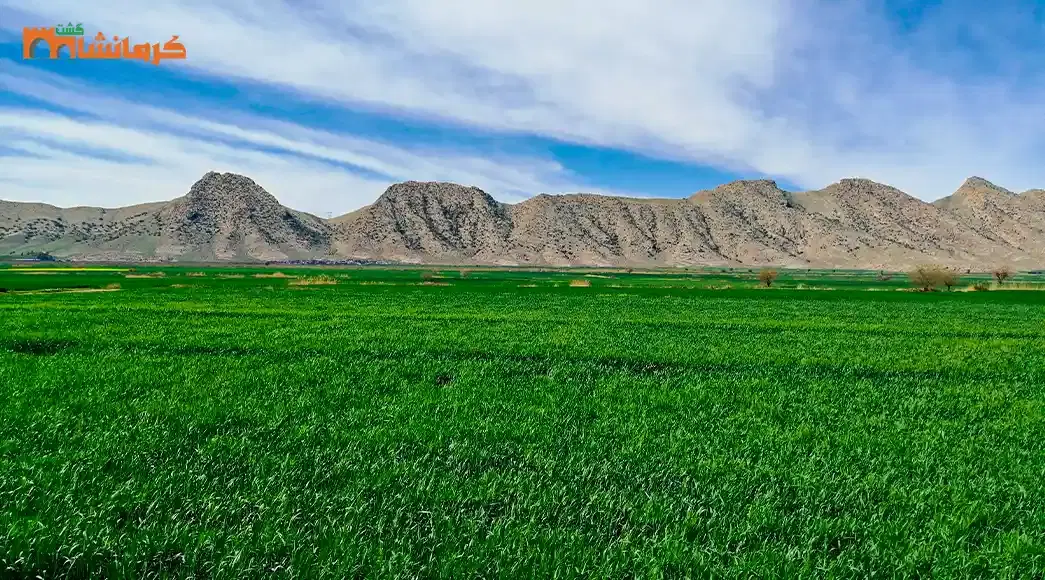 فروش زمین کشاورزی مناسب خانه باغی