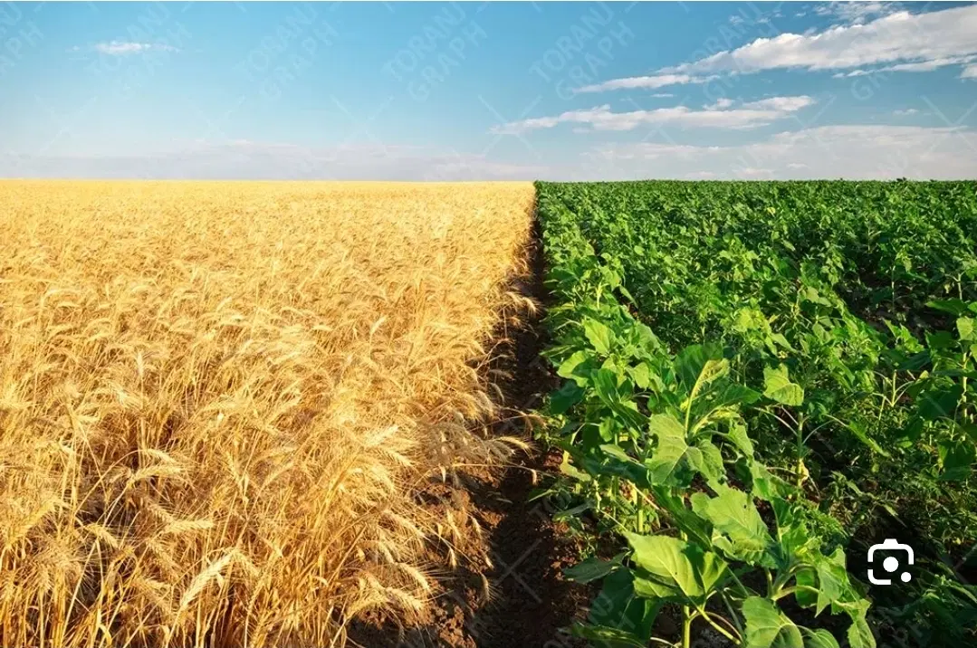 فروش زمین 200 متری
