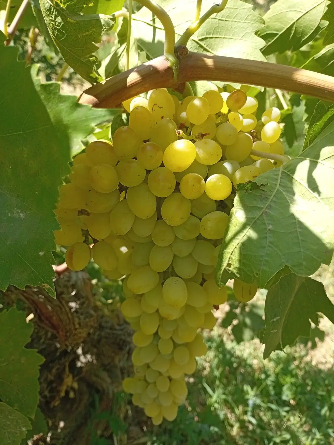 باغ گردو