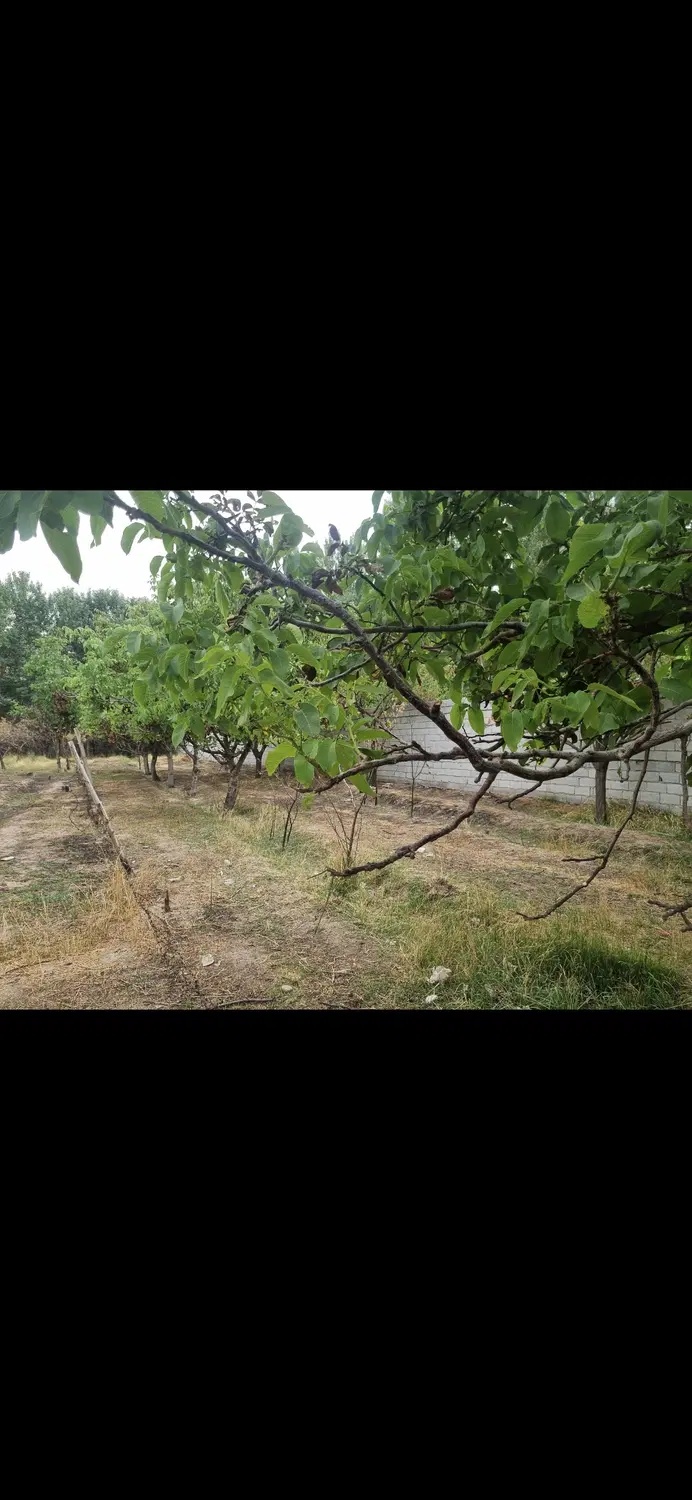 زمین ویلایی میدان بسیج کوی سپید کنار