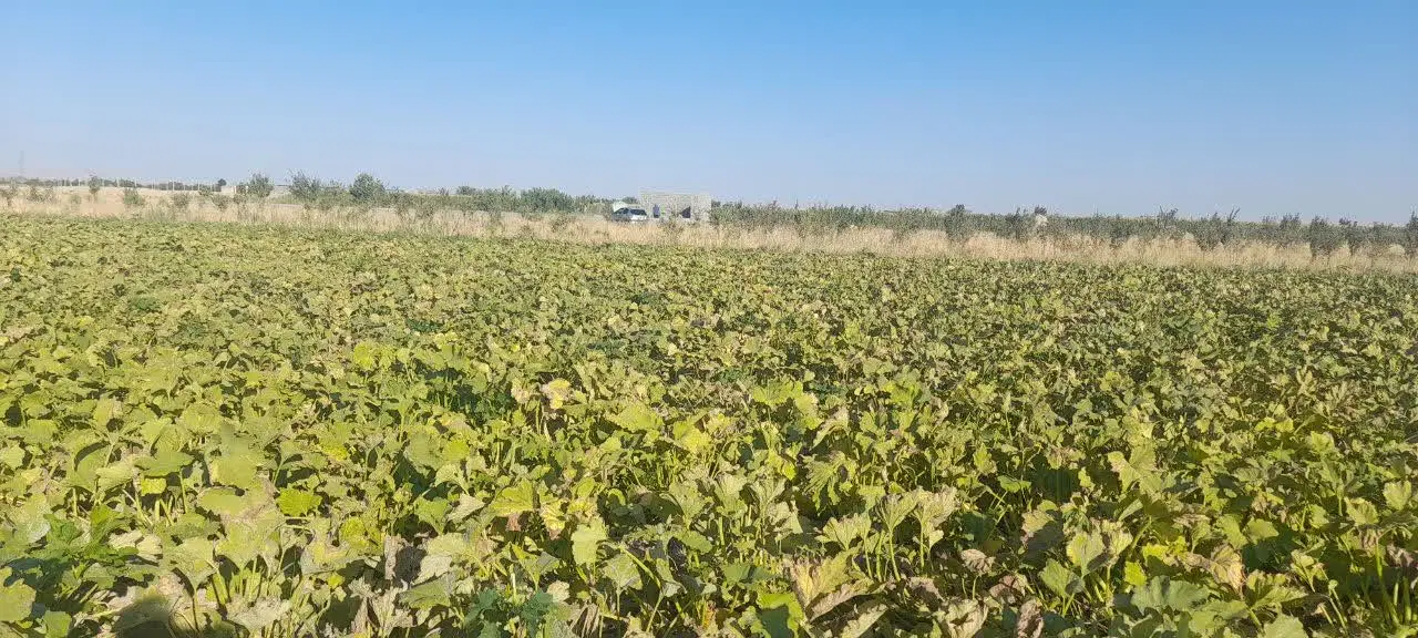 زمین کشاورزی جاده اخلمد روستای رضااباد سرهنگ
