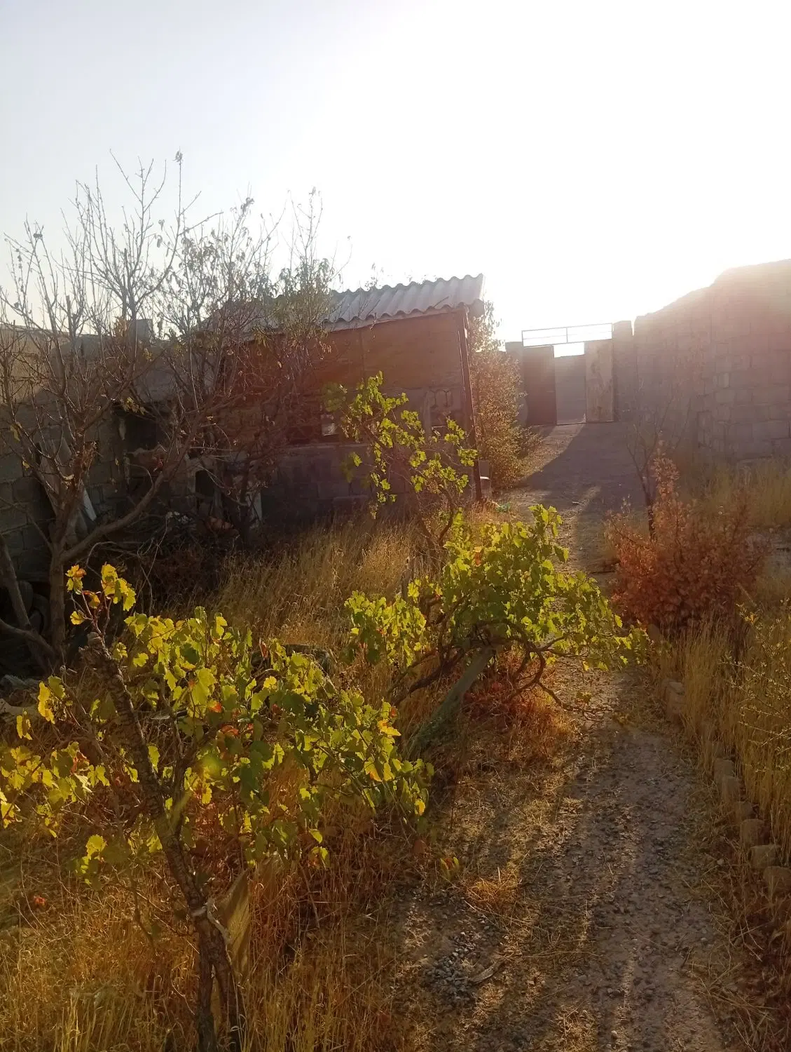 یک باغ 500متری کیشمیری 87 بین روستای قصر وبرقی