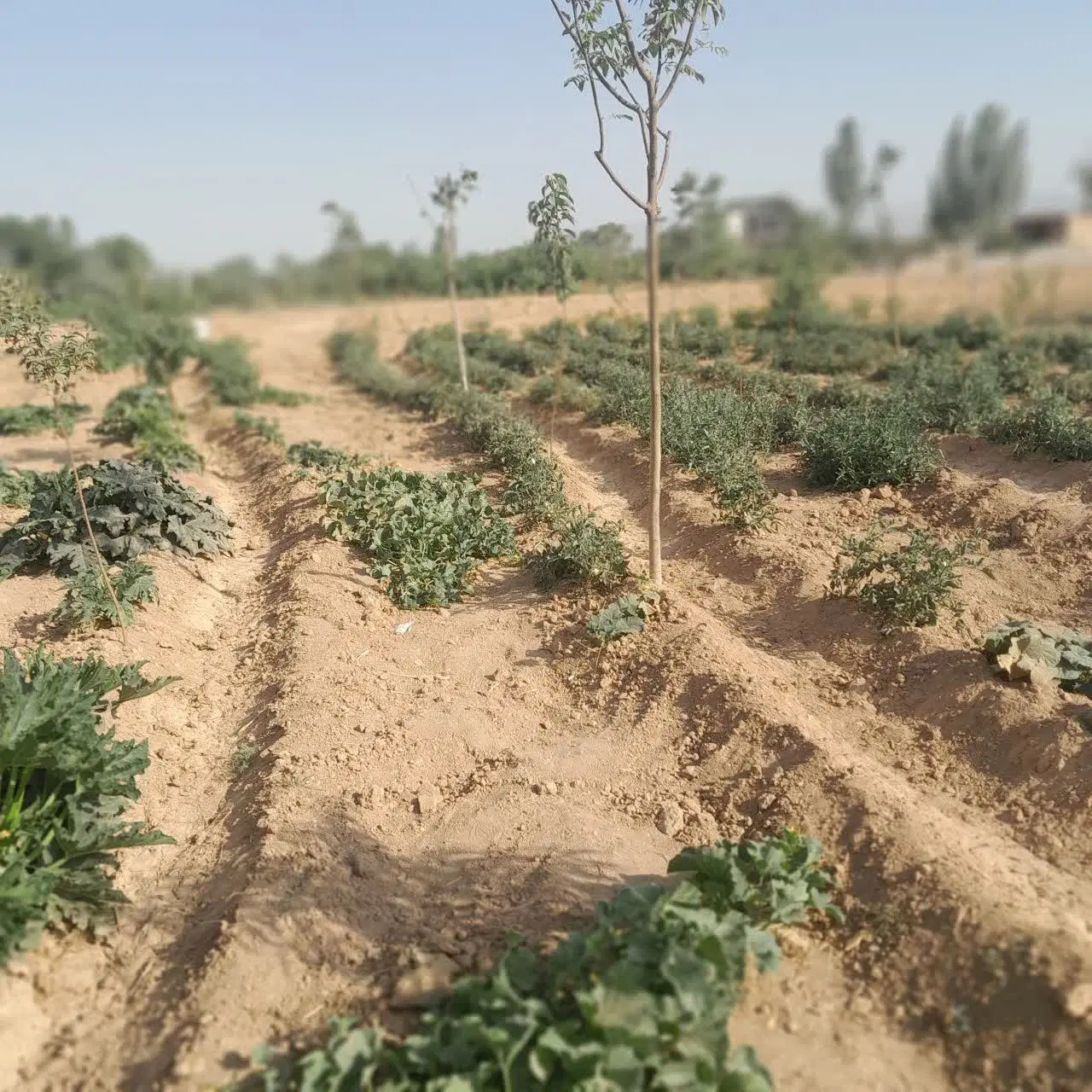 زمین کشاورزی