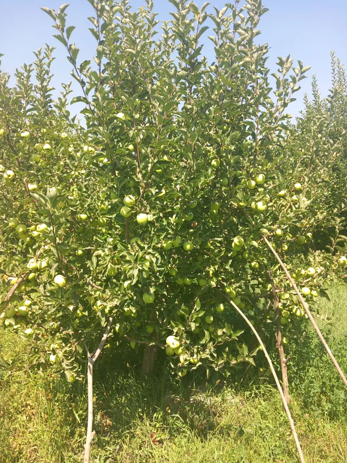 اجاره باغ سیب