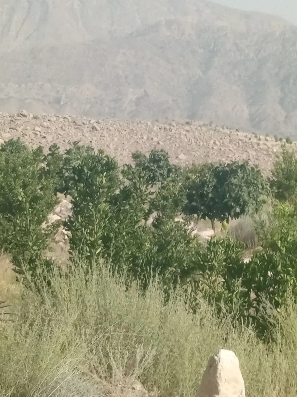 زمین هماگ