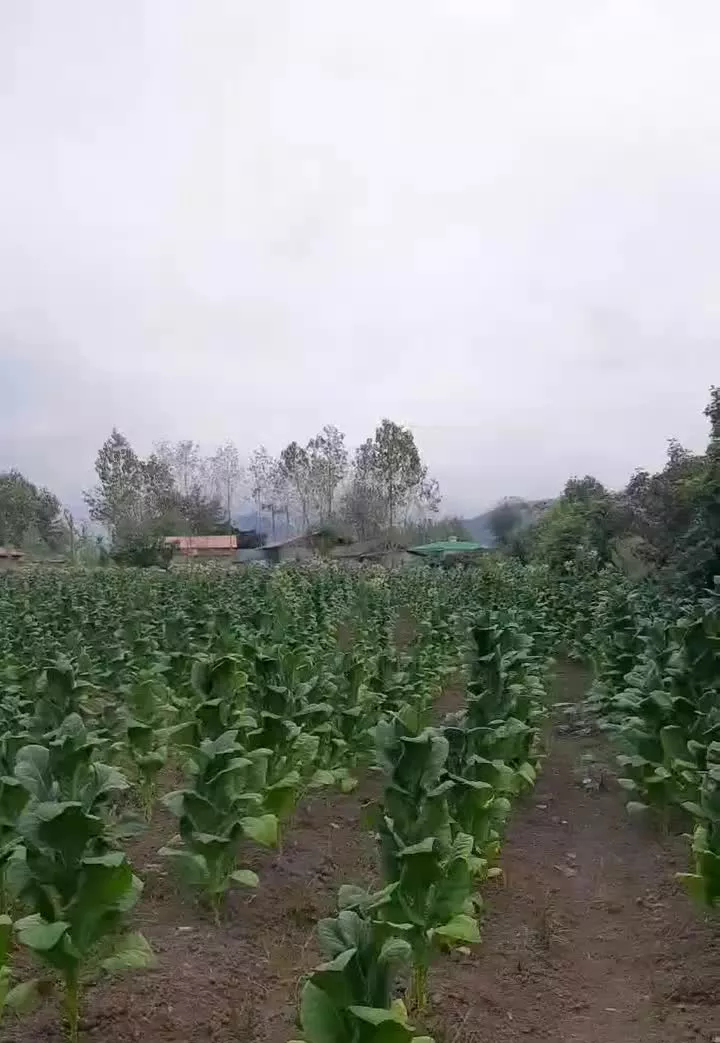 فروش زمین باغی