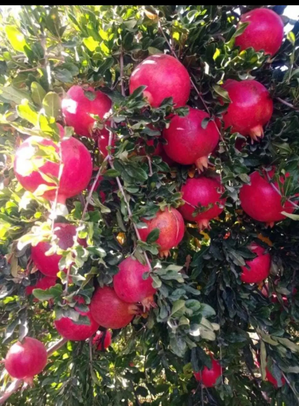 اجاره باغ انار