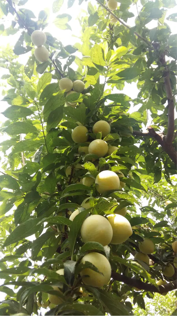باغ توسکستان معاوضه دارم