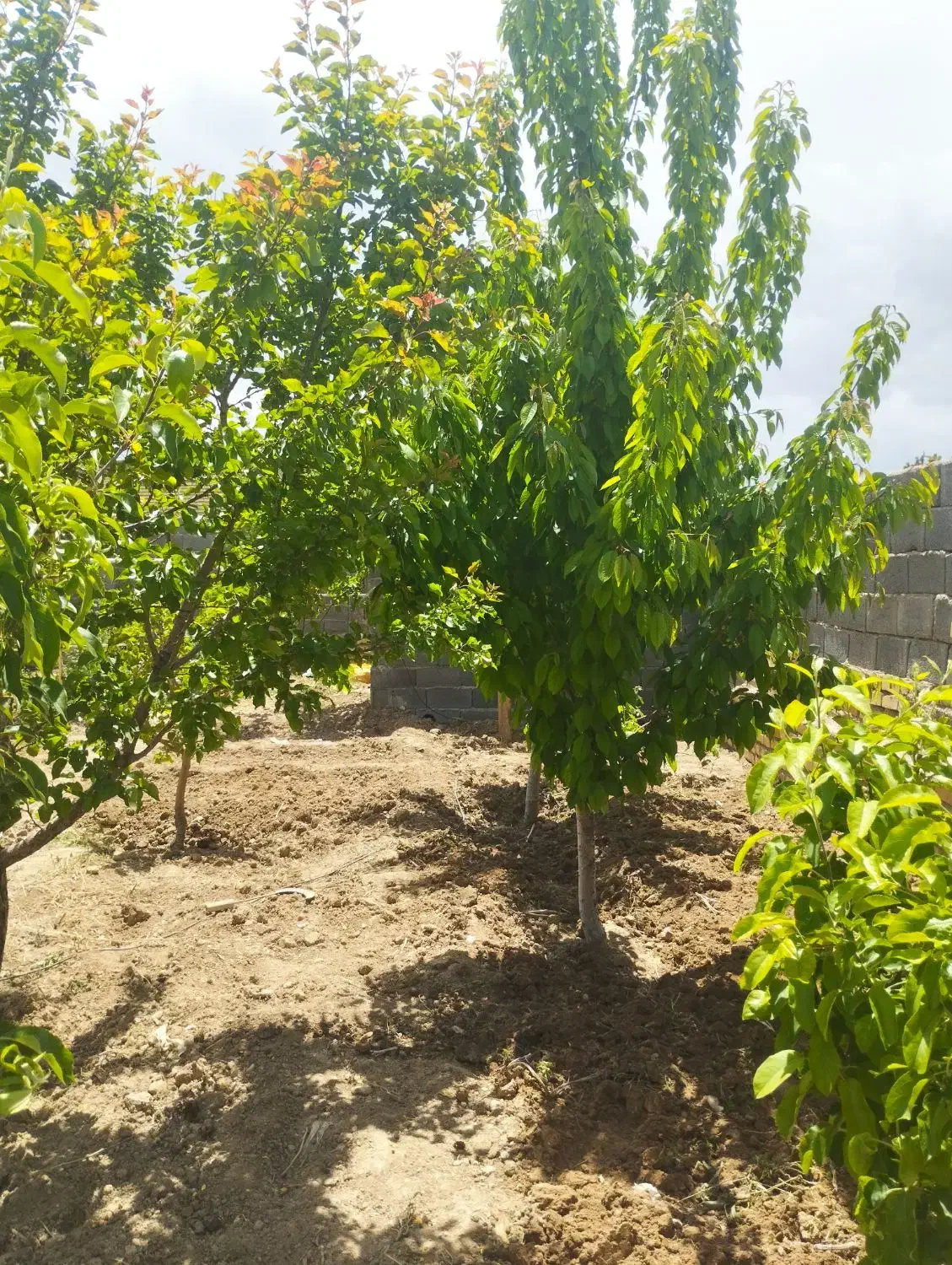 باغ روستایی