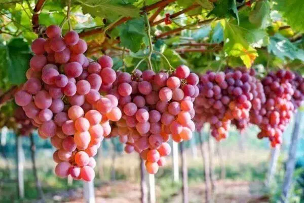 فروش باغ انگور