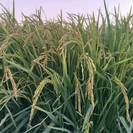 زمین کشاورزی برنج کاری