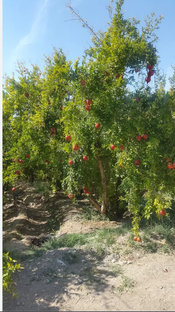 اجاره باغ انار بزرگ