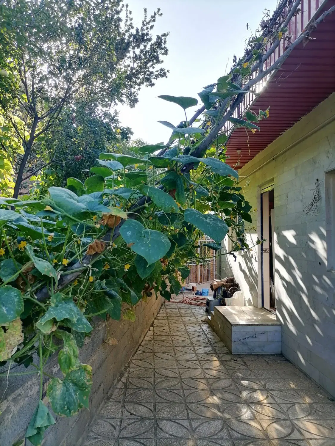 ویلای کوهستانی جنگلی اجاره ای