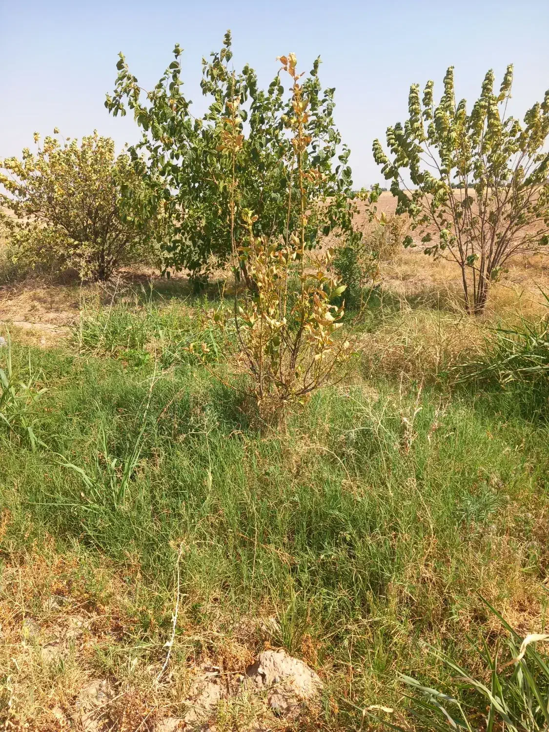 اجاره زمین کشاورزی