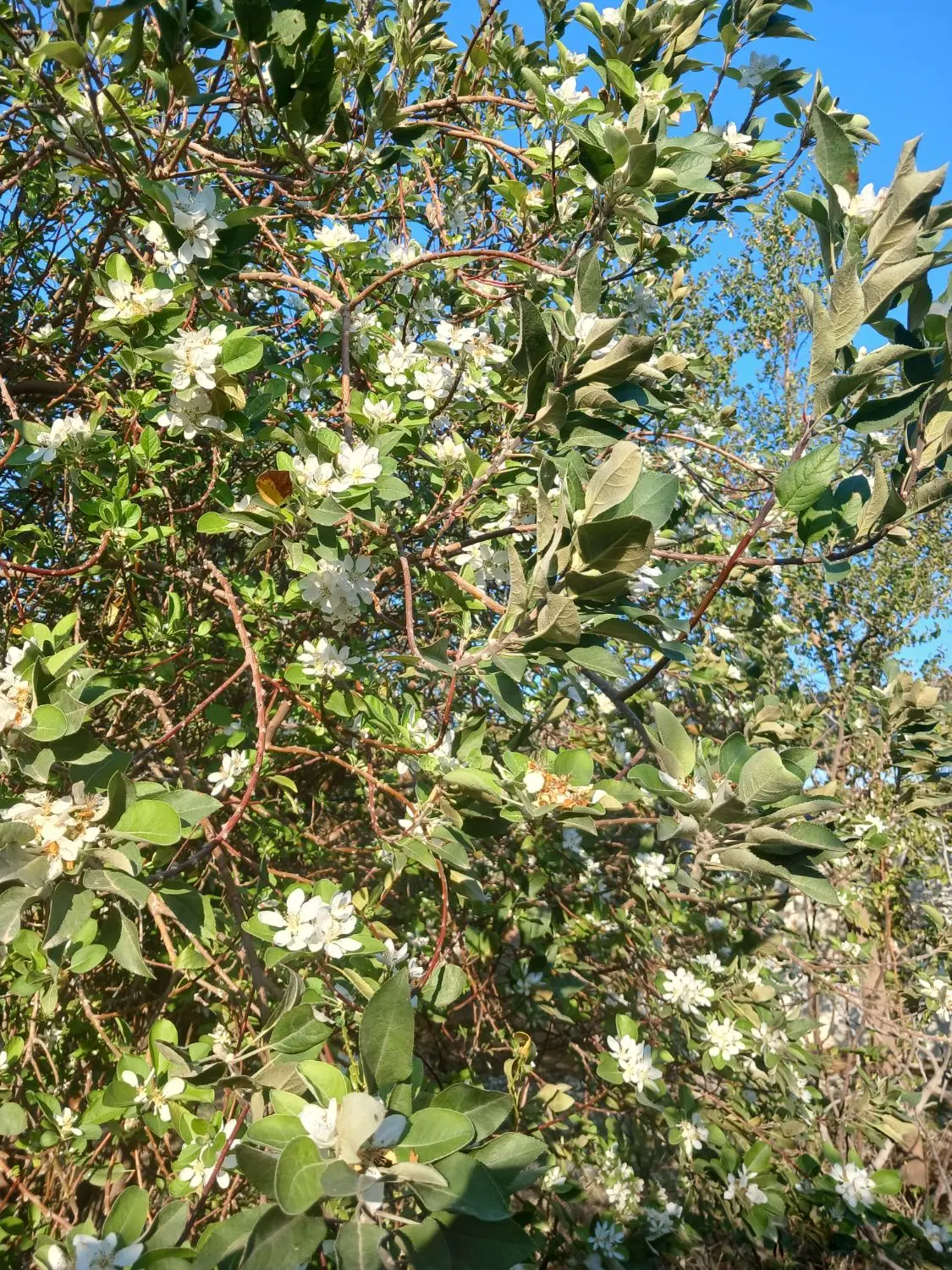 ویلا باغ درخرمن خاک ۶۷۰متر